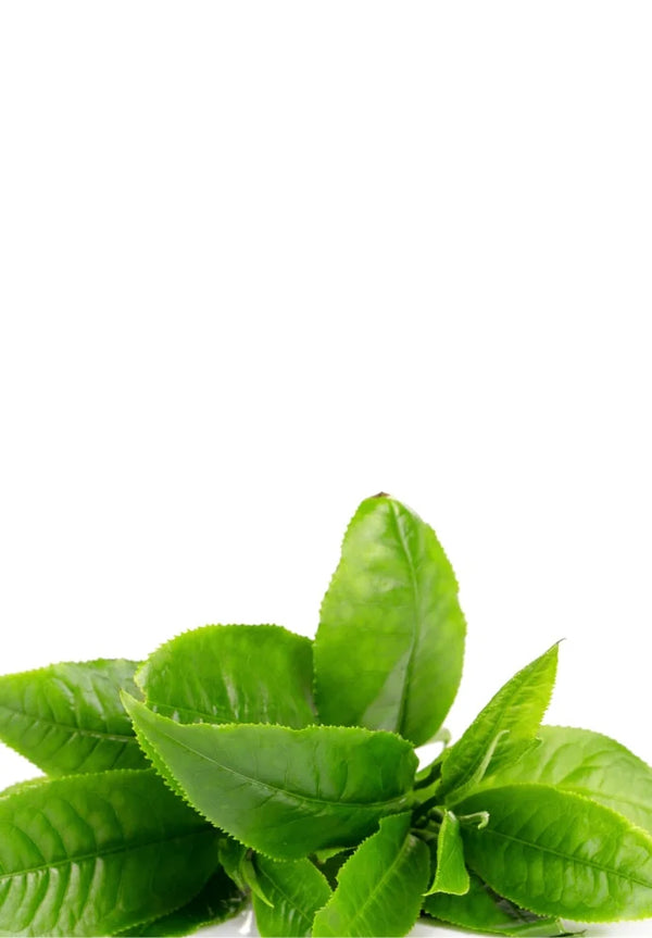 Tea Tree-olje